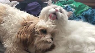 Cat gives dog a bath