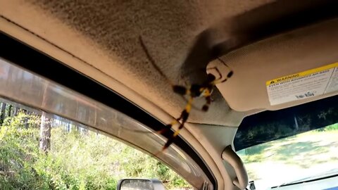 Is this spider poisonous? It was inside my truck just hanging out!