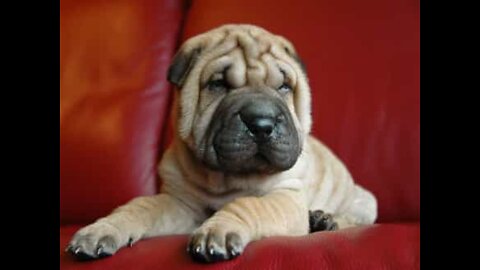 This Shar-Pei likes getting its nails done