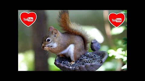 Beautiful Squirrel No 1 - Short Animal Video (Wild Nature)