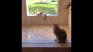 Cat Can't Stop Happy Tail While Watching Bird TV in the Shower