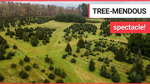 Spectacular birds eye footage shows a Christmas tree farm with 18,000 trees