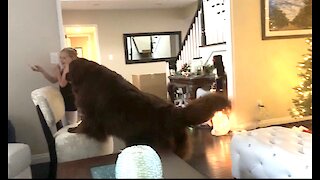 Newfoundland and little girl spar over tasty treat