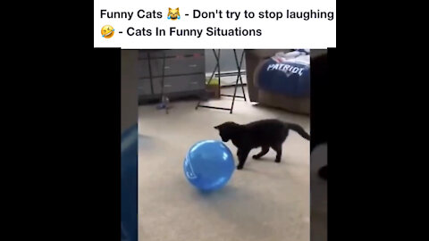 Don’ try to stop laughing 🐱