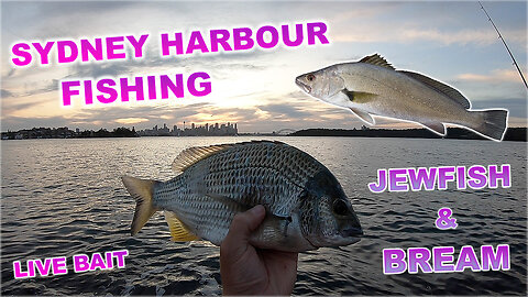 JEWFISH FISHING SYDNEY HARBOUR & BREAM LIVE BAIT