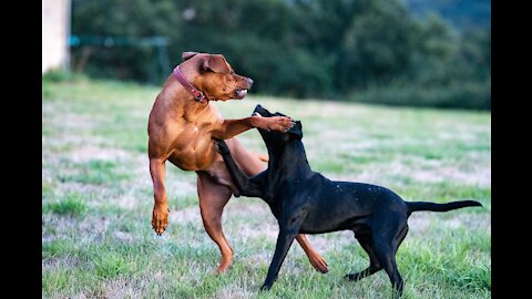 Look!! How To Make Dog Become Fully Aggressive With Simple Tips