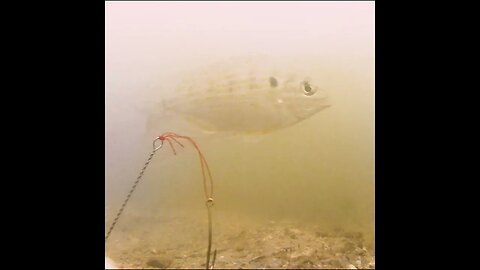 Puffer Fish and Stingrays