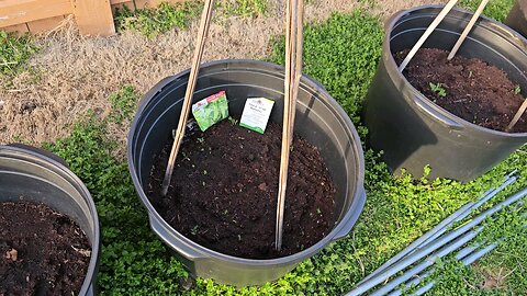 Unphased by unstable weather & extreme temperature fluctuations, pea vines have emerged within 2 wks