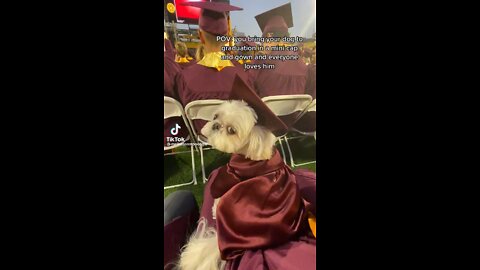 DOG GOES TO GRADUATION