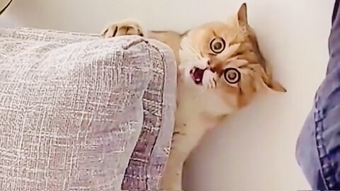 Funny Cat with Surprising Face 🤣🤣 #cat #funnycat