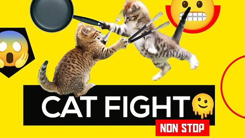 Cat fight 👑 😍 🐱💥🐱🎇#animals #funnyvideo #shorts #watch