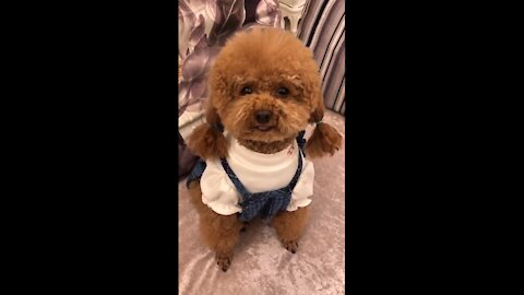 Adorable puppy ready for a date