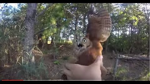 Owl Tangled In Fishing Line Didn't Quite Like Being Rescued