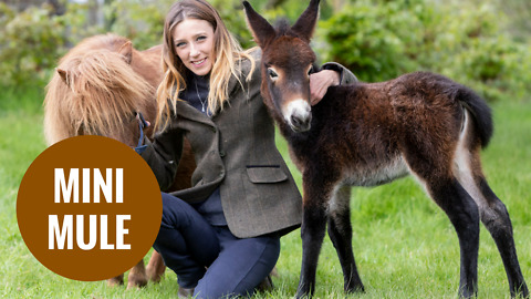 The world's first mini-mule a horse crossed with a miniature Shetland pony