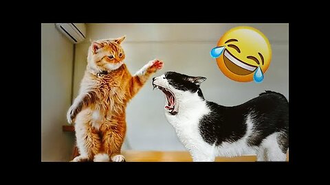 Best Cats and Dogs Videos 😂