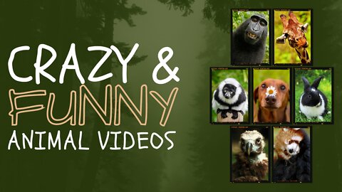 funny animals video