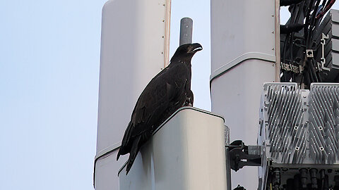 Eaglet's 1st Flight