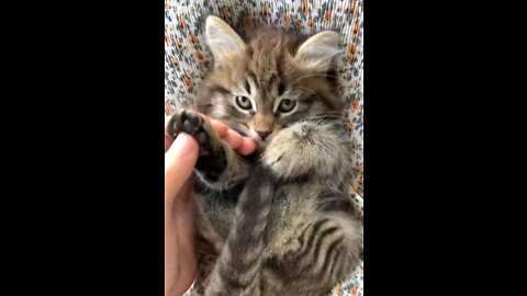 Cute kitten playing