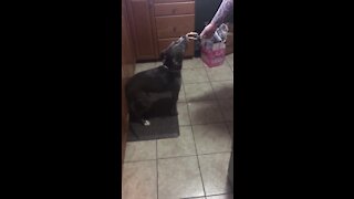 Happy pup bags his wagging tail against kitchen cupboards