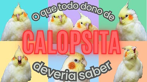 O QUE TODO DONO DE CALOPSITA DEVERIA SABER