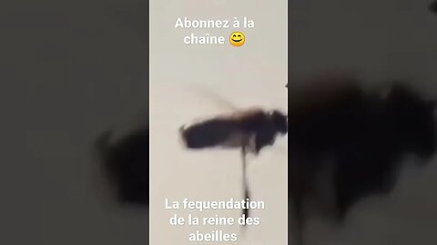 la fequendation de la reine des abeilles