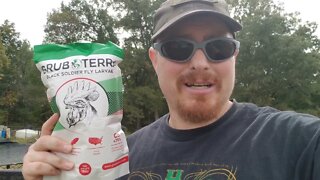 ( Chicken treats ) Grub Terra Black soldier fly larvae spoiling my chickens 🐔