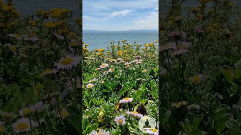 Colorful Flowers Overlooking the San Francisco Bay