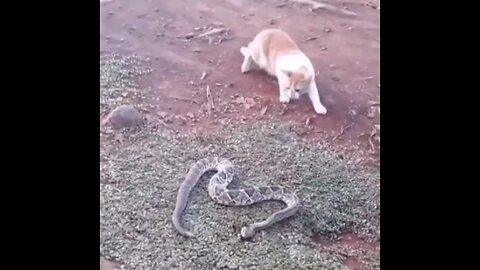 Snake attacks on Cat