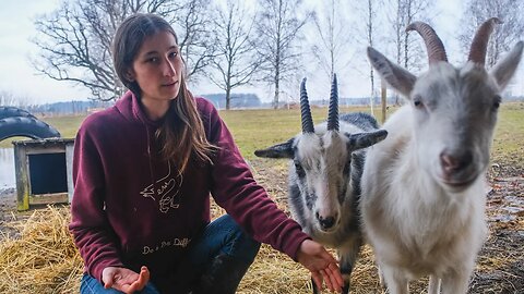 First Goat READY for Giving Birth