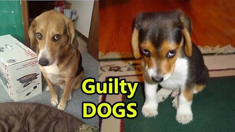 Guilty Dog Face Reaction-Guilty Dogs Video Complication