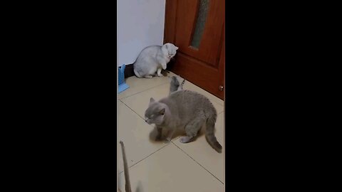 cat funny video cat is so intelligent