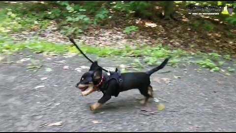 Intermède dans les bois avec Charlie