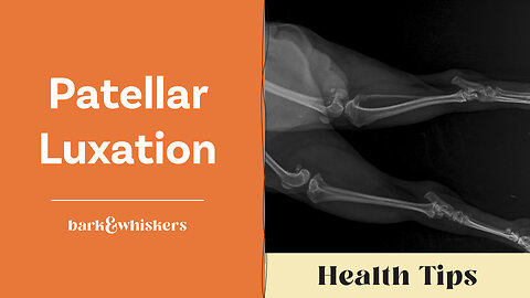 Dr. Becker Discusses Patellar Luxation