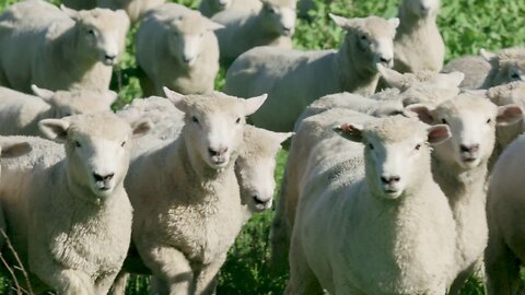 Finishing Lambs at Pemberley Farm