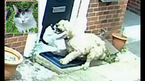 💞😆Cats and dogs fighting Hilarious😂|| Try not to laugh ||