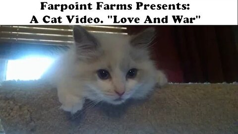 A Cat Video. "Love And War".