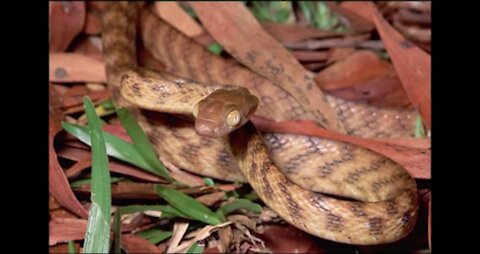 Dangerous Brown Tree Snake