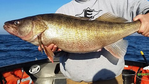 Perch & Walleye Fishing with BONUS Catch & Cook! | Addicted Life Ep. #22