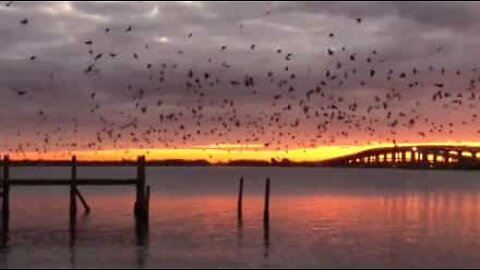 Pássaros completam cenário de pôr do sol impressionante