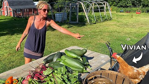 Incredible Backyard Garden Harvest or Chicken Dinner