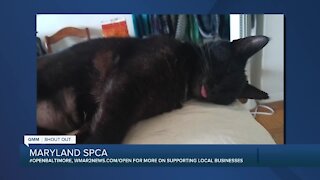 Polly Pocket the cat is up for adoption at the Maryland SPCA