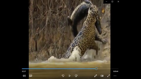 LEOPARD VS CROCODILE AND LION VS CROCODILE