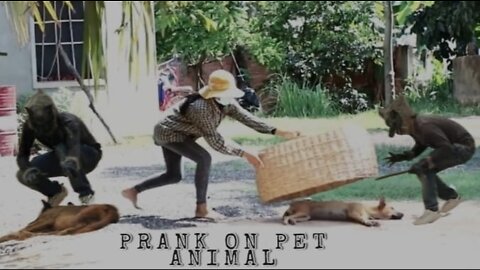 PET ANIMAL PRANKS #laugh #funny #funnyvideo