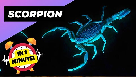 Deathstalker Scorpion - In 1 Minute! 🕷 One Of The Most Dangerous Arachnid In The World