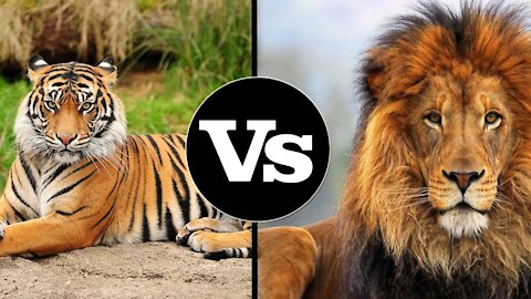 FULL LION VS TIGER FIGHT