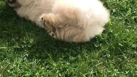 Running puppy wipes out in epic slow motion