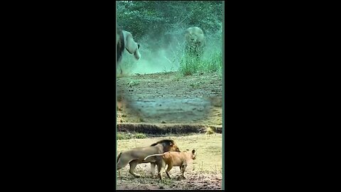 Double Clips Of Lions Videos