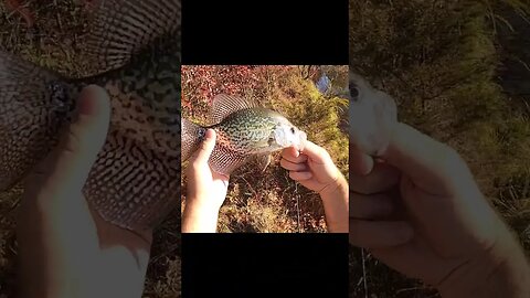 This Ohio pond was LOADED with crappie!