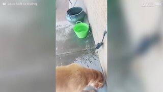 What this dog does with water is totally bizarre!