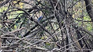 Blue Jay in the tree